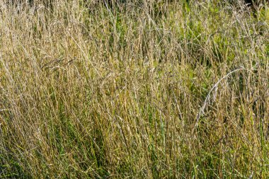 Yaz aylarında uzun otların bir arka plan resmini.