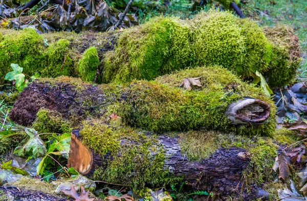 Zelený Mech Pokrývá Deadwood Protokoly Severozápadním Pacifiku — Stock fotografie