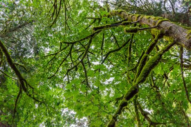 Yosun kaplı ağaç dalları Pacific Northwest aşağıdan bir görünüm.