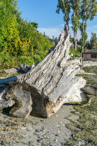 Blick Auf Einen Großen Baumstumpf Aus Treibholz — Stockfoto