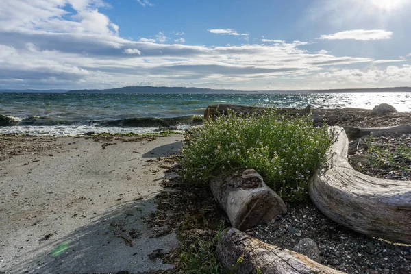 Bir Deniz Manzarası Atış Kum Dalgaların Karaya Attığı Odun Burien — Stok fotoğraf
