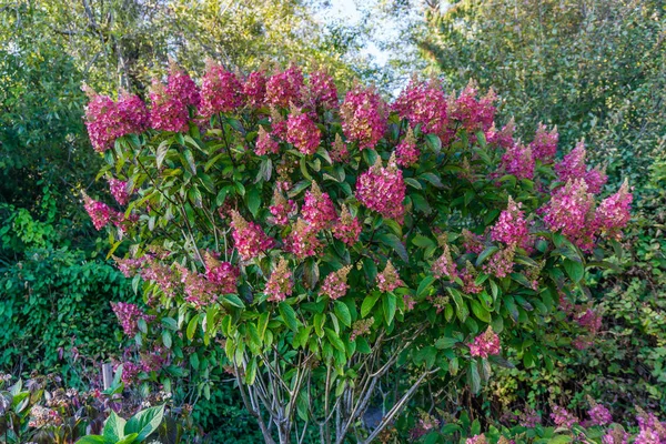 Una Vista Flores Hortensias Rosadas Ricas — Foto de Stock