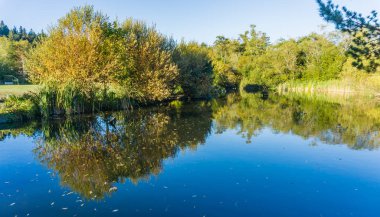 Sonbahar yaprakları Normandy Park, Washington bu gölde yansıtılır.