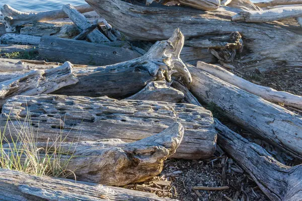 Eine Nahaufnahme Von Treibholz Ufer Des Normandie Parks Washington — Stockfoto