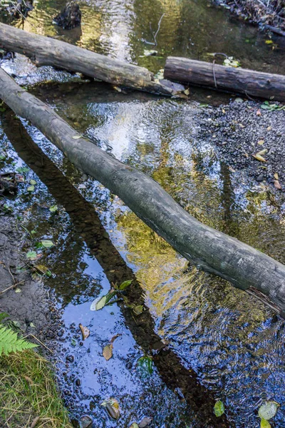 Blick Auf Einen Bach Und Totholzstämme Park Der Normandie Washington — Stockfoto