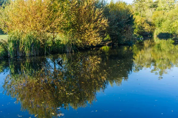 Sonbahar yaprakları Normandy Park, Washington bu gölde yansıtılır.