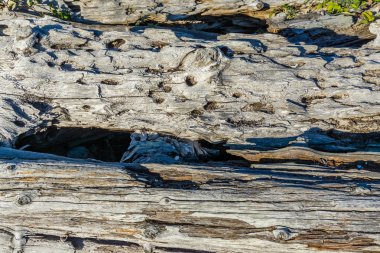 Normandy Park, Washington sahilde dalgaların karaya attığı odun bir closeup çekim.
