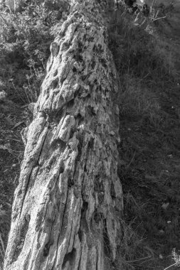 Normandy Park, Washington sahilde dalgaların karaya attığı odun bir closeup çekim.