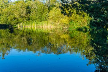 Sonbahar yaprakları Normandy Park, Washington bu gölde yansıtılır.