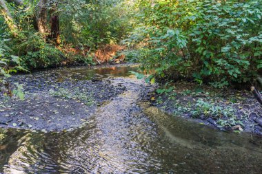 Bir görünüm bir akışı ve çalılar Normandy Park, Washington.
