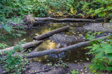 Normandy Park, Washington akışı ve deadwood günlüklerinde bir görünümünü.