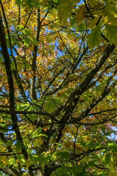 Eine Hintergrundaufnahme Von Gliedmaßen Mit Utumn Blättern — Stockfoto