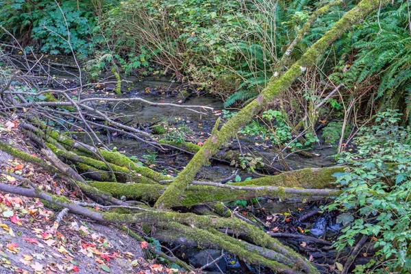 Äste Mit Moos Lagen Einem Kleinen Bach Washington — Stockfoto