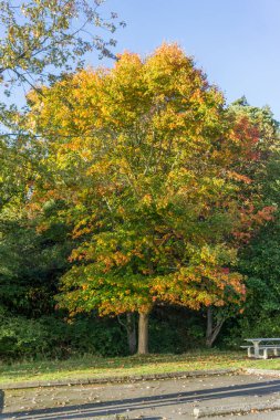 Sonbahar yaprakları tuzlu su State Park Des Moines, Washington ile güzel bir ağaç görünümü.