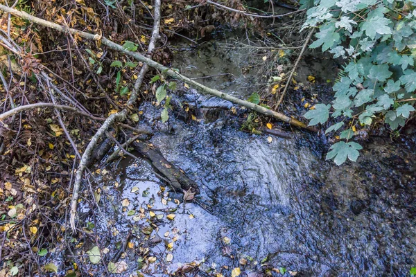 Egy Patak Ágak Levelek Burien Washington Egy Felülnézet — Stock Fotó