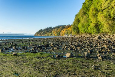 Sonbahar ağaçlar ve düşük tide Des Moines, Washington'da bir manzara çekim.