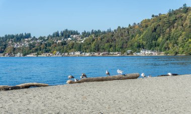 Bir veiw kıyı kuşları ve sahil evleri Seahurst Plaj Parkı Burien, Washington.