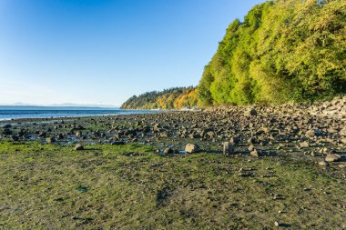 Sonbahar ağaçlar ve düşük tide Des Moines, Washington'da bir manzara çekim.