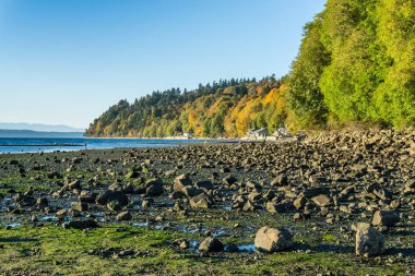 Sonbahar ağaçlar ve düşük tide Des Moines, Washington'da bir manzara çekim.