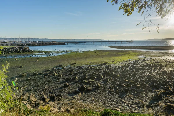 Cuervos Vuelan Sobre Muelle Des Moines Washingt6On — Foto de Stock