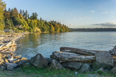 Dalgaların karaya attığı odun sonbaharında tuzlu su State Park, kıyı boyunca bir görünümünü.