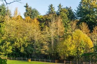 Des Moinese, Washington'da bir çit ve autnmn ağaç görünümü.