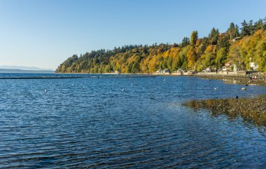 Sonbahar ağaçlar ve düşük tide Des Moines, Washington'da bir manzara çekim.
