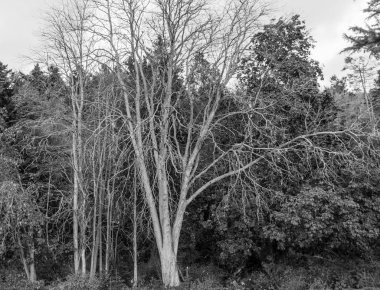 Sonbahar yapraksız bir ağaç görünümü. Siyah beyaz resim.