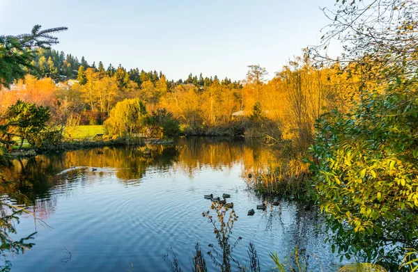 Bäume Spiegeln Sich Spätherbst Einem Teich Foto Aufgenommen Normannischen Park — Stockfoto