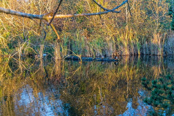 Les Buissons Reflètent Dans Étang Normandie Park Washington — Photo