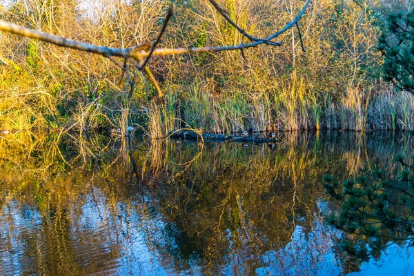 Les Buissons Reflètent Dans Étang Normandie Park Washington — Photo