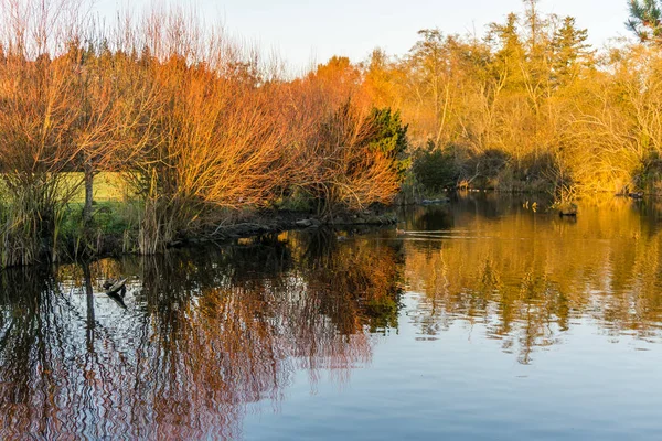 Bäume Spiegeln Sich Spätherbst Einem Teich Foto Aufgenommen Normannischen Park — Stockfoto