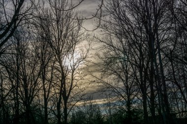 Kent, Washingotn çıplak kış ağaçlarda bir siluet çekim.