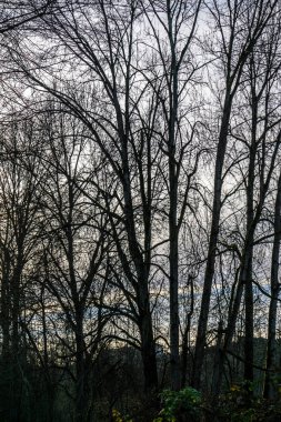 Kent, Washingotn çıplak kış ağaçlarda bir siluet çekim.