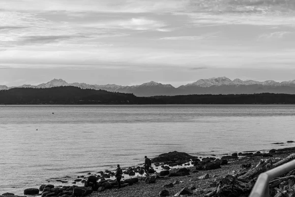 Gün batımında Puget Sound arasında Olimpiyat dağ görünümü.