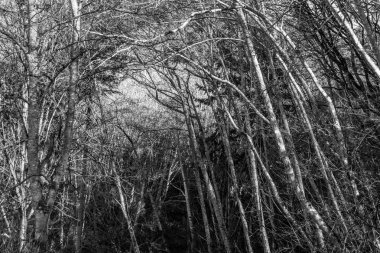 Siyah beyaz resim çıplak kış ağaç.