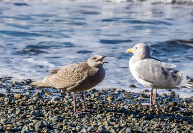 Kayalar iki martı kürsüye okyanus dalgaları rulo olarak.