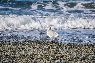 Bir martı kayaların üzerinde duruyor okyanus dalgalarının rulo olarak.