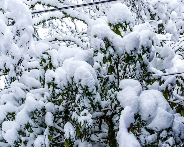 Kępy Śniegu Przylepia Się Roślin Drzew Gałęzie — Zdjęcie stockowe