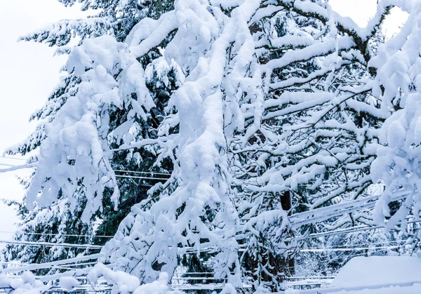 Kępy Śniegu Przylepia Się Roślin Drzew Gałęzie — Zdjęcie stockowe