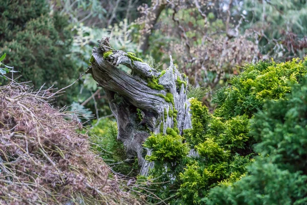 Parkoers dode boom stomp — Stockfoto