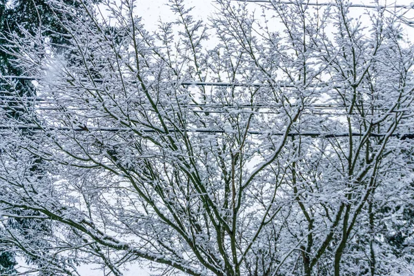 Sneeuw op de takken en draden — Stockfoto