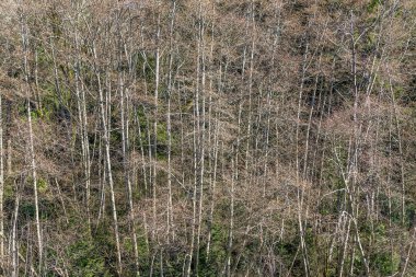 İnce ağaç arka plan