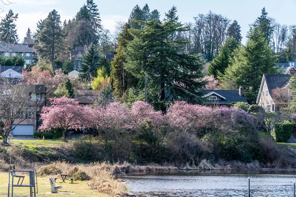 Seattle voorjaar bomen 2 — Stockfoto