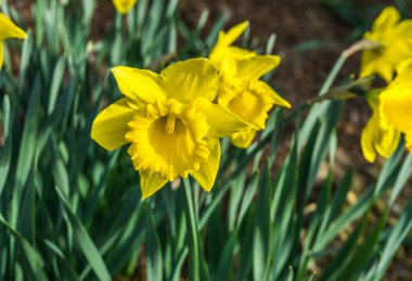 Sarı bahar nergis çiçeği yakın plan