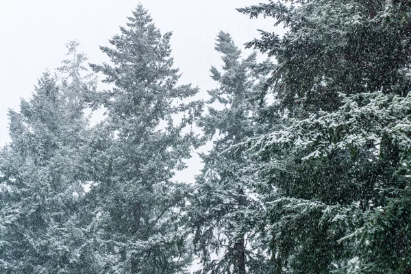 Grubość śniegu i drzew — Zdjęcie stockowe