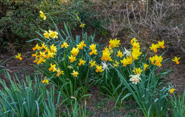 Narcisos-da-primavera amarelos — Fotografia de Stock