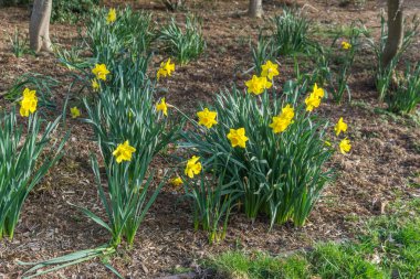 Sarı bahar çiçekleri 3