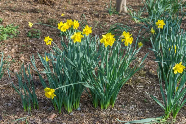 Gelbe Frühlingsblumen 2 — Stockfoto