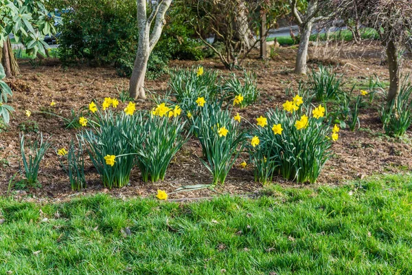 Gelbe Frühlingsblumen — Stockfoto